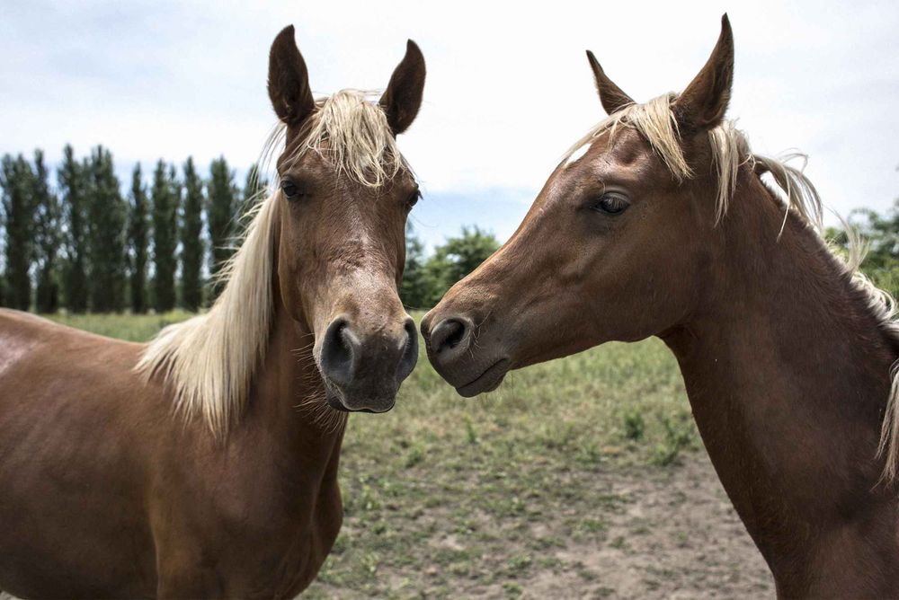 cloned horse