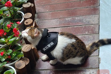 Have You Ever Seen a Police Cat? This Police Cat in Chengdu Boasts the First-class Mediation Ability!