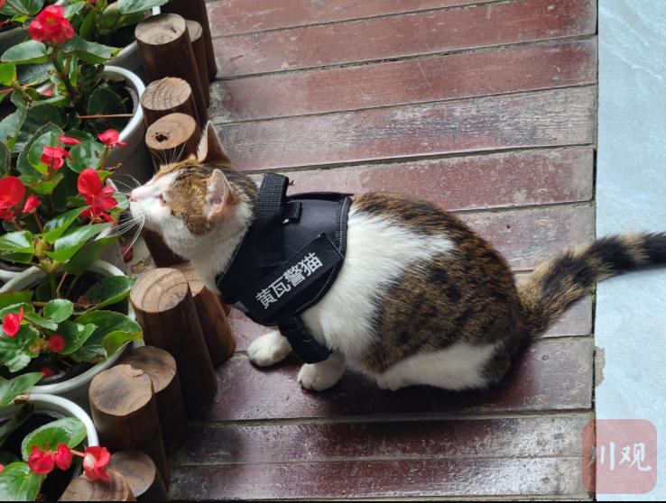 Have You Ever Seen a Police Cat? This Police Cat in Chengdu Boasts